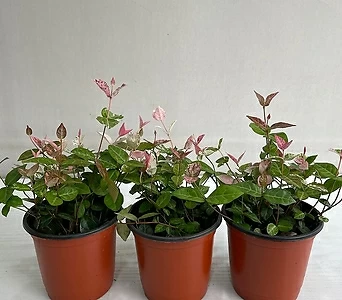 초설마삭 3개묶음 공기정화식물 반려식물 온누리꽃농원 1