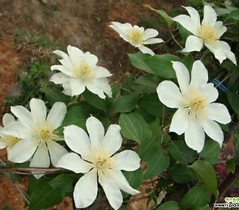 Clematis terniflora var. mandshurica (Rupr.) Ohwi  1