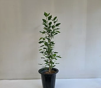 오디나무 공기정화식물 반려식물 온누리꽃농원 1