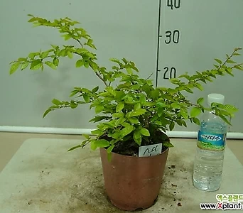소사나무 1번-소품 묵은주-동일품배송 1