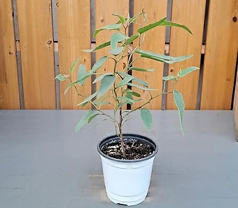 레몬유칼립투스 잎에서 향기가나는 모기퇴치 공기정화식물 1
