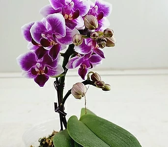 Phalaenopsis  1