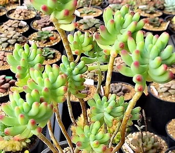 乙女心 多肉植物