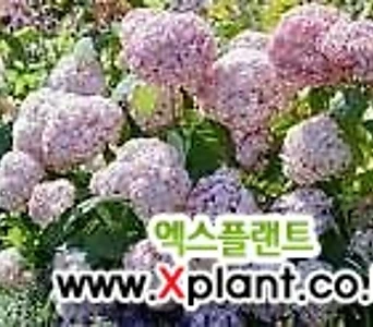 아나벨수국 캔디벨  버블껌  18cm 포트   수국 월동수국  아이보리핑크꽃  반려식물  꽃보러가자 1