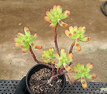 Sedum pachyphyllum 16-24 1