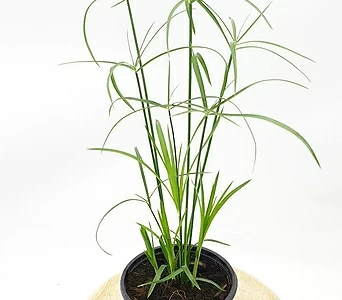 시페루스 수경식물 수생식물 물풀 1