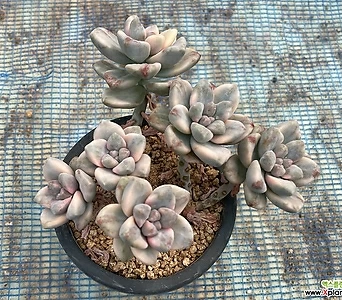 38b白牡丹变异金多肉植物