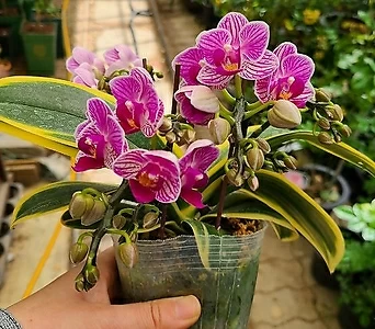 Phalaenopsis ..... 1