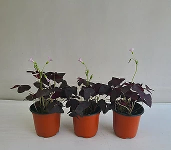 사랑초 3개묶음 공기정화식물 반려식물 온누리꽃농원 1