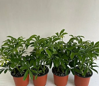 홍콩야자 4개묶음 공기정화식물 반려식물 온누리꽃농원 1