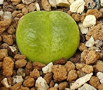 Conophytum Spp서브페네스트라툼(Huernia pillansii)(conophytumsubfenestratum)  1