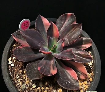 花筏金 多肉植物