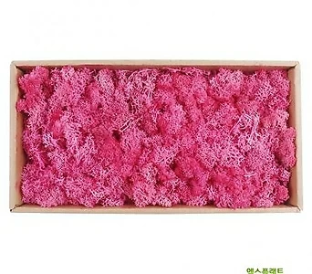 고운물가든 가습효과 자연 천연 이끼모스 핑크색 1박스 (500g) 1