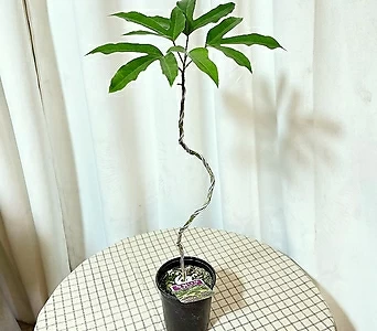 청년농부 꼬불이황칠 인테리어식물 황칠나무 공기정화식물 감성식물 반려식물 1