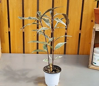저스티시아 고무나무 1