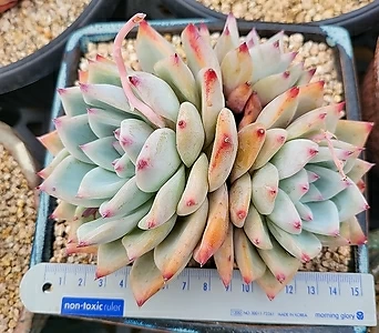 Echeveria colorata ( 3 1