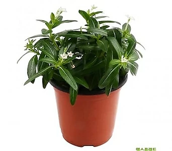 고운물가든 페어리스타 1포트 - 거실화분 공기정화식물 관엽식물 1