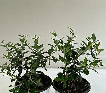 올리브나무 2개묶음 공기정화식물 반려식물 온누리꽃농원 1