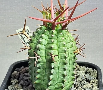 Euphorbia stellispina (3158)성장세력 좋아요/귀품 1