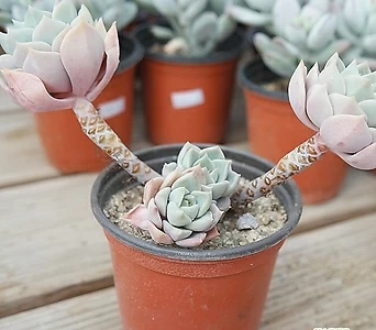 白牡丹自然桩0501 15 多肉植物