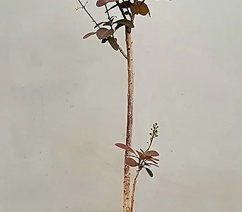 자엽안개나무, 이태리토분 1