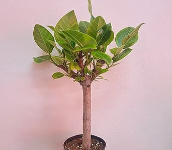 Ficus elastica 20 1