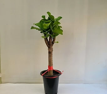 떡갈나무 외대 공기정화식물 반려식물 온누리농원 1