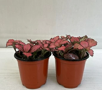 핑크스타 2개묶음 공기정화식물 반려식물 온누리농원 1