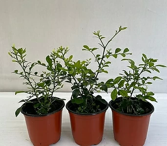 오렌지자스민 3개묶음 공기정화식물 반려식물 온누리농원 1