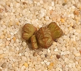 코노피튬 마니어리아늄 교배종 Conophytum marnierianum hybrid 1