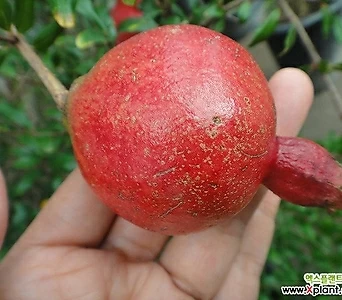 석류나무-후두염 편도섬염 구내몀에 좋은석류 1