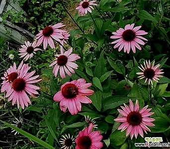 에키네시아 딥로즈 야생화 다년생 꽃 모종 식물 노지월동 1
