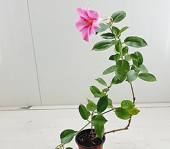 (단품)묵은둥이 만데빌라 분홍꽃 1