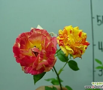Rosa multiflora 3--- 1