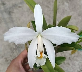 카틀레야원종.Laelia jongheana alba.아주좋은향.예쁜 흰색.백색.꽃모양예쁨.아주좋은향. 1