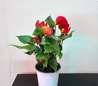 안시리움(빨강)소품 사계절꽃 공기정화식물 인테리어식물 18 1