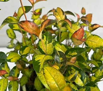 황금마삭 공기정화식물 반려식물 온누리농원 1
