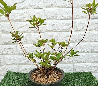 Rhododendron mucronulatum [] 1