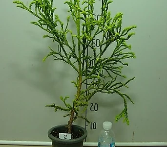 스프링삼나무 21번-동일품배송 1