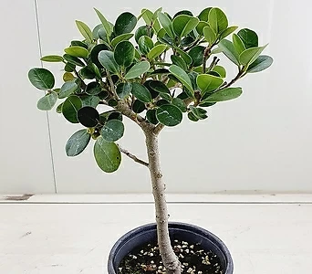 Ficus elastica 2 1