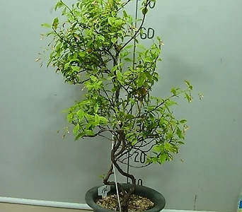 Trachelospermum asiaticum var. majus (Nakai) Ohwi 14---- 1