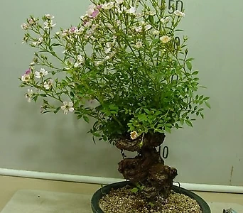 Rosa multiflora 5-- - 1