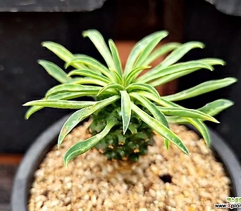 Euphorbia hypogaea 1