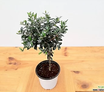 (8월특가)올리브나무(외목대) 소품 키우기쉬운식물 인테리어식물 1