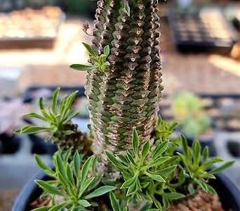 Euphorbia hypogaea 27-17 1