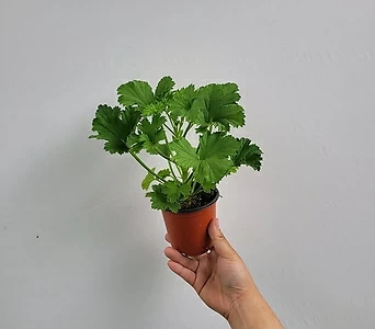 Pelargonium(Geranium) 15-25cm 69 1