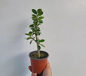 Ficus elastica 25-40cm 59 1