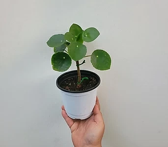 공기정화식물 외목대 수형 필레아페페 30-40cm 199 1