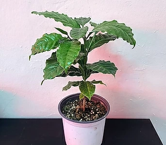 커피나무(중품) 외목대 실내공기정화식물 열매식물 인테리어식물 07 1
