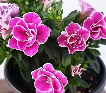 Petunia × atkinsiana  1